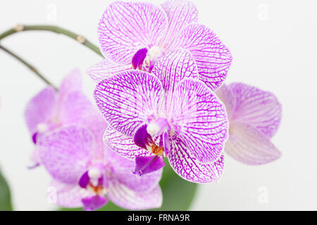 Orchid devant un fond blanc Banque D'Images