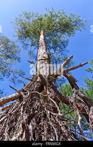 Les racines exposées des arbres de pin contre le ciel Banque D'Images