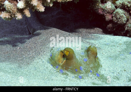 La queue du ruban bleu ray lits dans le sable, Marsa Alam, Egypte, Mer Rouge Banque D'Images