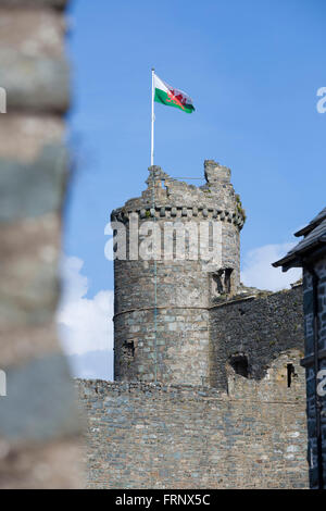 Le drapeau gallois sur les murs d'Harlech Castle dans le nord du Pays de Galles. Banque D'Images