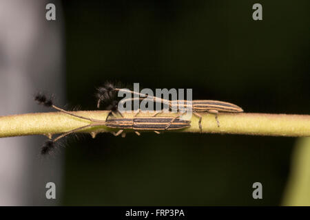 Longicorne asiatique, eumatocera sp., Mumbai, Maharashtra, Inde Banque D'Images