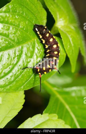 Caterpillar, Mumbai, Maharashtra, Inde Banque D'Images