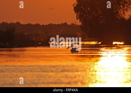 Soleil spectaculaire dans le Delta du Danube, Roumanie Banque D'Images