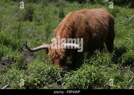 Highland cattle Banque D'Images