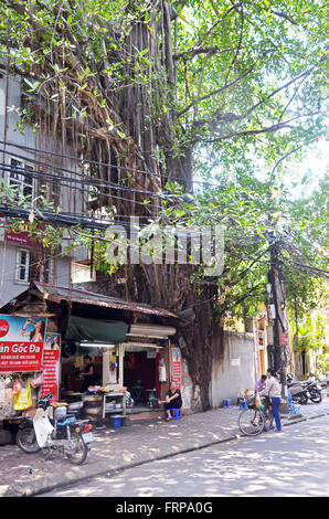 Un figuier pousse sur une boutique à Hanoi, Vietnam Banque D'Images