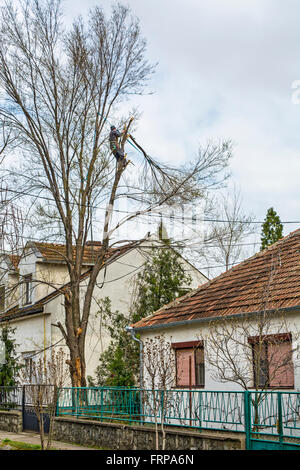 Woodcutter dans le haut de la canopée coupe un arbre pièce par pièce. Banque D'Images