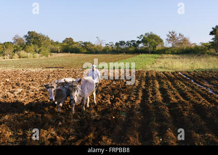 L'agriculture et cultures d'Amérique latine. High angle view of middle aged hispanic farmer ploughing manuellement le sol avec ox à Banque D'Images