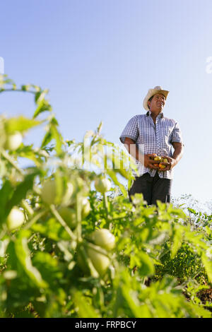 L'agriculture et cultures d'Amérique latine. Middle aged hispanic farmer standing fier dans le champ de tomates, tenant quelques légumes je Banque D'Images