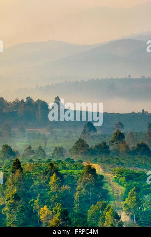 Brouillard sur les collines et les plantations de café dans la région de hauts plateaux du centre, Vietnam Banque D'Images