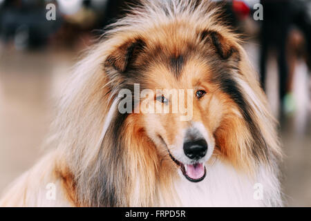Funny Red Chien Colley Close Up Portrait. Shetland Sheepdog, Sheltie, Colley Chien. Banque D'Images