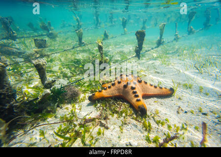 Seashell at Seaweed farm.Sumbawa.L'Indonésie. Banque D'Images