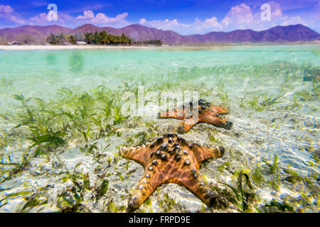 Algues Seashell at farm. Sumbawa.L'Indonésie. Banque D'Images