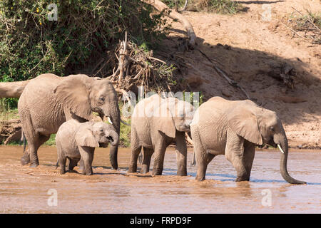 Les éléphants d'Afrique (Loxodonta africana), troupeau d'éléphants traversant le fleuve, Réserve nationale de Samburu, Kenya Banque D'Images