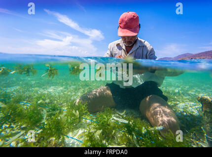 Seaweed farm.Sumbawa.L'Indonésie. Banque D'Images