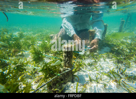 Seaweed farm.Sumbawa.L'Indonésie. Banque D'Images