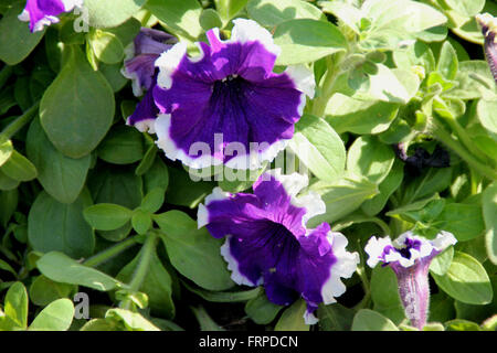 Petunia hybrida 'Jupe violette Cascadia', cultivar à fleurs violet bleu avec bords blanc cultivé, rapport annuel Banque D'Images