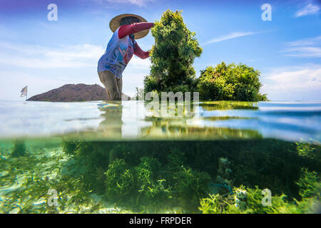 Seaweed farm.Sumbawa.L'Indonésie. Banque D'Images