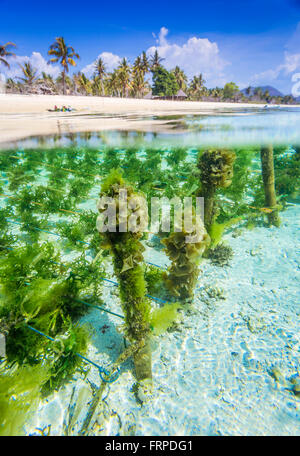 Seaweed farm.Sumbawa.L'Indonésie. Banque D'Images