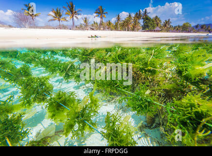 Seaweed farm.Sumbawa.L'Indonésie. Banque D'Images