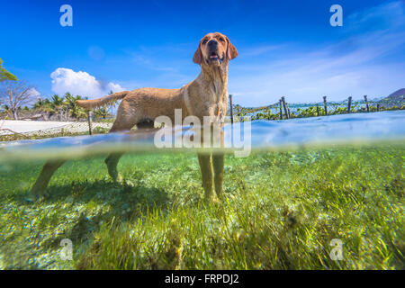 Chien à Seaweed farm.Sumbawa.L'Indonésie. Banque D'Images