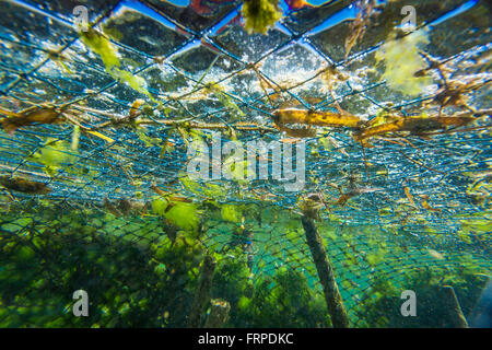 Seaweed farm.Sumbawa.L'Indonésie. Banque D'Images