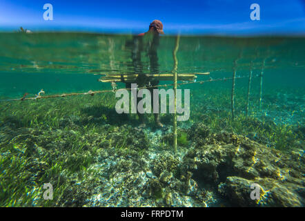 Seaweed farm.Sumbawa.L'Indonésie. Banque D'Images