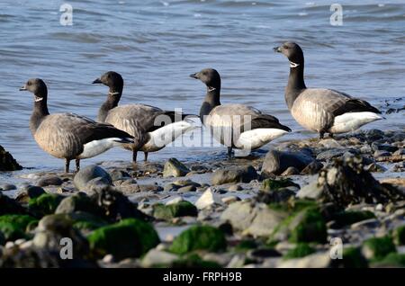 La Bernache cravant (Branta bernicla) sur l'estuaire de la Tywi Carmarthenshire Banque D'Images