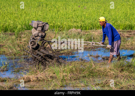 Philippines Leyte Ormoc Préparer les champs de riz de la plantation Adrian Baker Banque D'Images