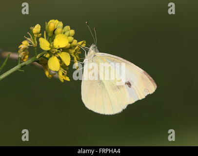 Petit papillon blanc du chou européen (Pieris rapae) se nourrissant de fleurs de colza Banque D'Images