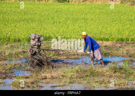 Philippines Leyte Ormoc Préparer les champs de riz de la plantation Adrian Baker Banque D'Images