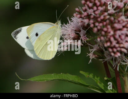 Petit papillon blanc du chou européen (Pieris rapae) se nourrissant d'agrimony fleurs de chanvre Banque D'Images