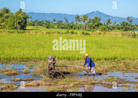 Philippines Leyte Ormoc Préparer les champs de riz de la plantation Adrian Baker Banque D'Images