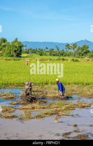 Philippines Leyte Ormoc Préparer les champs de riz de la plantation Adrian Baker Banque D'Images