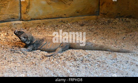 Commun nord-américain Chuckwalla (Sauromalus ater) à Amsterdam Zoo Artis, Pays-Bas Banque D'Images