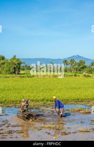 Philippines Leyte Ormoc Préparer les champs de riz de la plantation Adrian Baker Banque D'Images