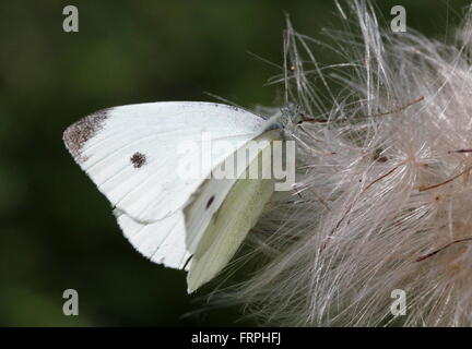 Mâles de la Petit papillon blanc du chou (Pieris rapae) Banque D'Images