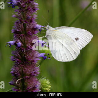 Petit papillon blanc du chou européen (Pieris rapae) alimentation, vu de profil Banque D'Images