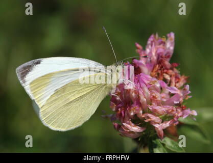 Petit papillon blanc du chou européen (Pieris rapae) se nourrissent d'une fleur de trèfle rouge Banque D'Images