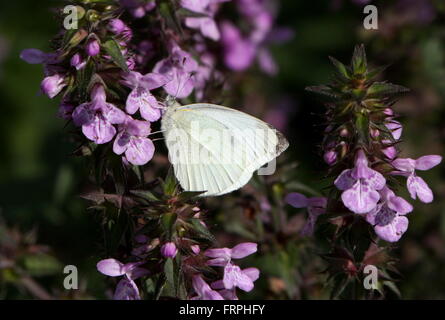 Petit papillon blanc du chou européen (Pieris rapae) Banque D'Images