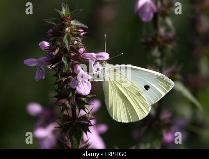 Petit papillon blanc du chou européen (Pieris rapae) se nourrissent d'une fleur pourpre Banque D'Images