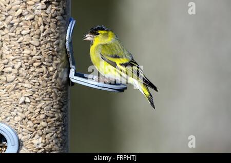 Spinus siskin Cardulis se nourrissant d'une mangeoire pleine de graines de tournesol Banque D'Images