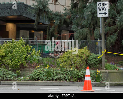 Seattle, Washington, USA. Mar 23, 2016. Un homme sans foyer, 28 ans, qui a grimpé un arbre séquoia de 80 pieds (à droite) à l'extérieur du centre-ville de Macy's hier vers midi, attend l'arrivée de la police et les médecins après qu'il a volontairement descendre de l'arbre. Selon le Seattle PD, l'homme est maintenant en détention et en cours d'évaluation au Harborview Medical Center. Ses exploits dans l'arbre généré le hashtag # ManInTree. Crédit : Brian Cahn/ZUMA/Alamy Fil Live News Banque D'Images