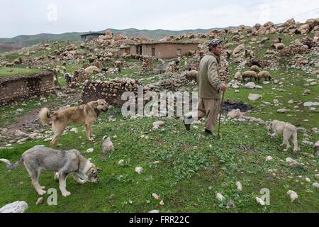 Berger de moutons dans le Nord de l'Iraq Banque D'Images