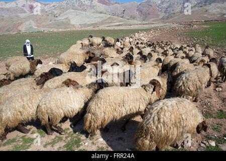 Berger de moutons dans le Nord de l'Iraq Banque D'Images