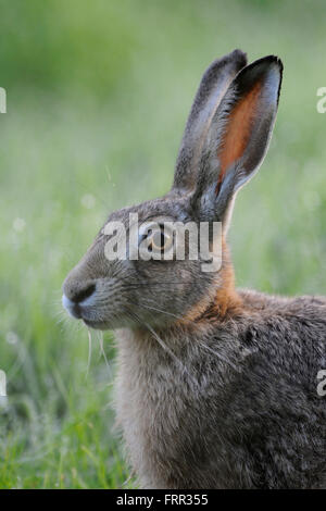 Lièvre brun / lièvre européen / Feldhase ( Lepus europaeus ), assis dans l'herbe, Close up, portrait, portrait. Banque D'Images