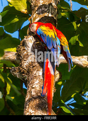 Péninsule de Osa, COSTA RICA - ara rouge en arbre dans la forêt tropicale. Ara macao Banque D'Images