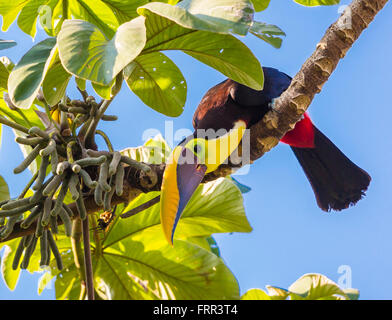 Péninsule de Osa, COSTA RICA - Chestnut-mandibled toucan, un oiseau sauvage sur la branche d'arbre en forêt tropicale.. Ramphastos ambiguus Banque D'Images