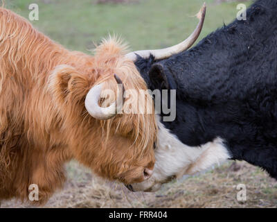 Les vaches highland avec jeune veau paissant dans le Yorkshire millington Banque D'Images