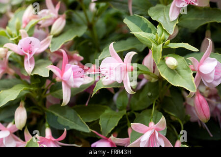 Fuchsia 'Dawn Fantasia' fleurit en été. Banque D'Images