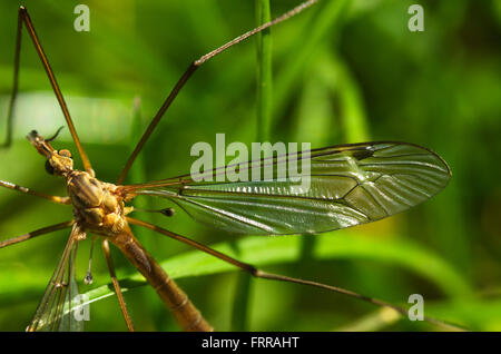 Crane fly wing, la tête et les yeux - Tipula sp. Banque D'Images